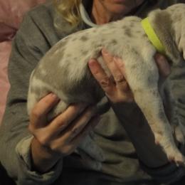 Cardigan Welsh Corgi and Great Dane Puppies from Red Oak Farm and Kennel