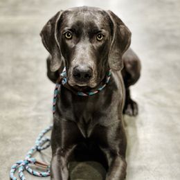Raven - Weimaraner