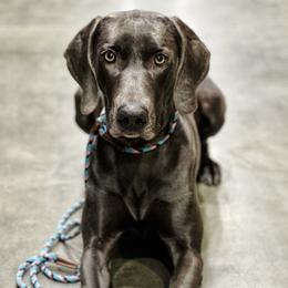 Raven - Weimaraner