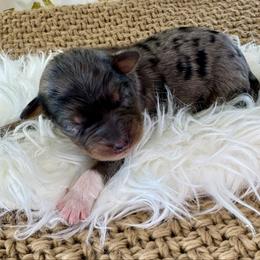 Oak - Blue merle male Australian Shepherd puppy in Zwingle, Iowa from Homestead Aussies & Doodles