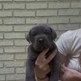Cane Corso Puppies from Crowned Corso