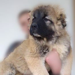 Boy 1 - Fawn Caucasian Shepherd Dog puppy in Kapolei, Hawaii from Yiski-Hati Kennel