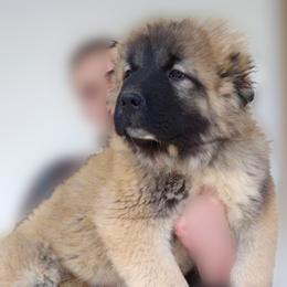 Boy 1 - Fawn Caucasian Shepherd Dog puppy in Kapolei, Hawaii from Yiski-Hati Kennel