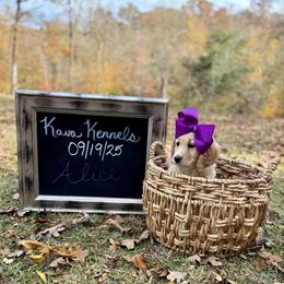 Alice - Parti female Assorted Doodle Crosses puppy in Irmo, South Carolina from Kava Kennels