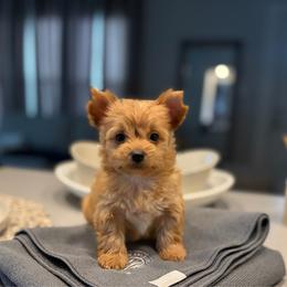 Carmelo - Gold male Yorkshire Terrier puppy in Parma Heights, Ohio from Yorkies of Ohio