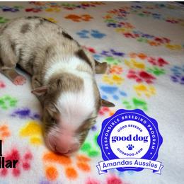 RMM black collar - Red merle male Australian Shepherd puppy in Greenville, Texas from Amandas Aussies