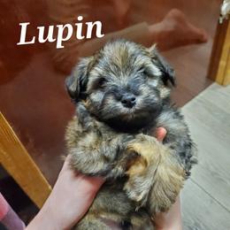 Lupin - Liver male Miniature Schnauzer puppy in Sandy, Utah from Phantom League Schnauzers