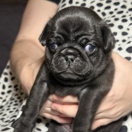 Emerald green collar - Silver male Pug puppy in Deer Park, Texas from Butler Pugs and Frenchies