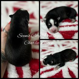 Charlie Brown - Black and white male Pomsky puppy in Rossville, Georgia from Scenic City Pomskies