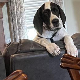 Great Dane Puppies from Blackmon Family Danes