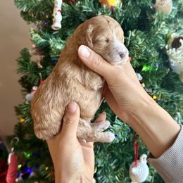 Boy 3 - Apricot male Cavapoo puppy in Nampa,, Idaho from Clig Doodle Days