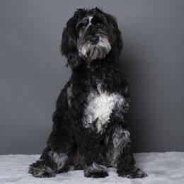 Australian Labradoodle Puppies from Napa Valley Australian Labradoodles