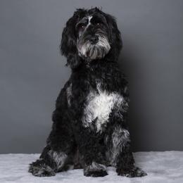 Australian Labradoodle Puppies from Napa Valley Australian Labradoodles