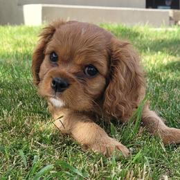 Merlot - Cavalier King Charles Spaniel
