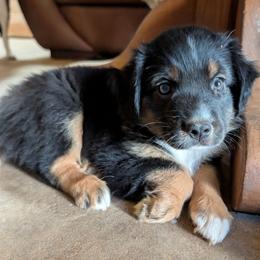 Honey - Black tri female Miniature Australian Shepherd puppy in Crockett, Texas from Pleasant Grove Aussies