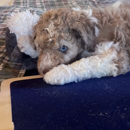 Happy - Apricot male Aussiedoodle puppy in Springfield, Missouri from Doodle Dandy Bernedoodles & Aussiedoodles