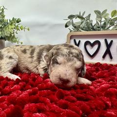 Double Doodle and Goldendoodle Puppies from Sturgeon River Doodles