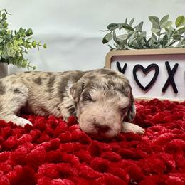 Double Doodle and Goldendoodle Puppies from Sturgeon River Doodles