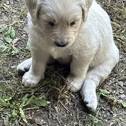 Golden Retriever Puppies from Avalon English Retrievers