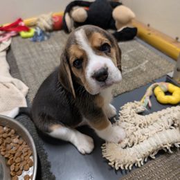 Orange - Black tan and white male Beagle puppy in Vallejo, California from Tailwindfarm
