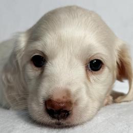 Marlin - Red male Dachshund puppy in Winamac, Indiana from WZ Kennels