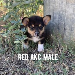 Boy 1 - Black and tan Pembroke Welsh Corgi puppy in Texas from SS Texas Corgis