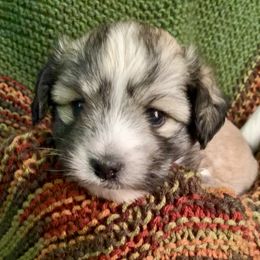 Coton de Tulear Puppies from Catawba Cotons