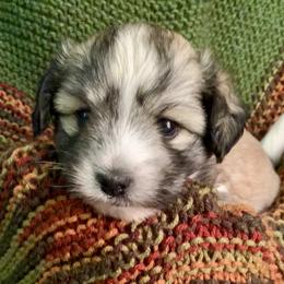 Coton de Tulear Puppies from Catawba Cotons