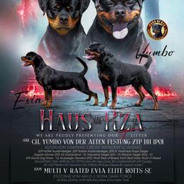Boy 1 - Black and rust male Rottweiler puppy in San Antonio, Texas from HAUS OF RZA