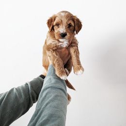 Australian Labradoodle Puppies from HoneyPeaks Australian Labradoodles