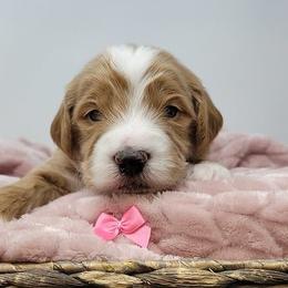 Pink Male - Apricot male Goldendoodle puppy in Great Falls, Montana from Montana Goldendoodles
