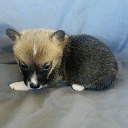 Boy 1 - Sable male Pembroke Welsh Corgi puppy in Oklahoma from DRB Australian Shepherds