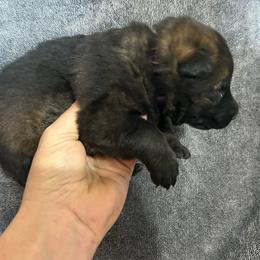 Jodie - Sable female German Shepherd puppy in Milan, Illinois from Stonewick German Shepherds
