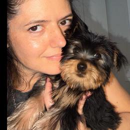 Kion - Black and gold male Yorkshire Terrier puppy in Fort Myers, Florida from Katherine’s Yorkies and Poodles