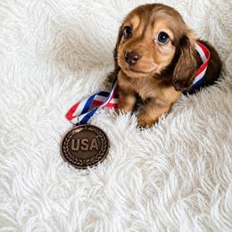 Boy 2 - Red male Dachshund puppy in Lubbock, Texas from West Texas Dachshunds LLC