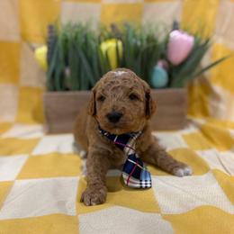 Greg - Red  male Goldendoodle puppy in Camden, North Carolina from Oopsie Doodles of NC