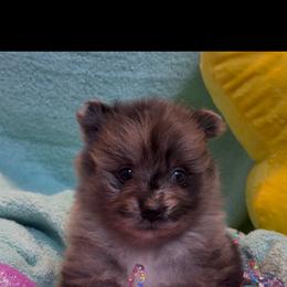 Waylon ( Jennings ) - Blue merle male Pomeranian puppy in Jackson, New Jersey from Peapod Pomeranians