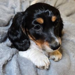 Sassy - Piebald female Dachshund puppy in Marionville, Missouri from Pamela's Dachshunds