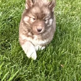 Siberian Husky Puppies from Rose Trail Siberian’s