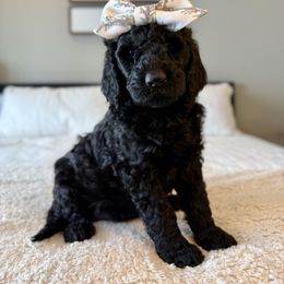 Wednesday - Black female Labradoodle puppy in Adams, Nebraska from Boxcar Doodles and Poodles