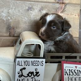 RTM - Red tri-color male Australian Shepherd puppy in Lexington, Nebraska from Osborne's Aussies