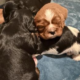 Cavalier King Charles Spaniel Puppies from 5dubs Cavaliers