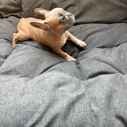 Mr. Brown - Brindle and white male French Bulldog puppy in Anaheim, California from Brightest Days Ahead