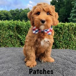 Monarch Patches - Red male Australian Labradoodle puppy in Mason, Michigan from Monarch Labradoodles