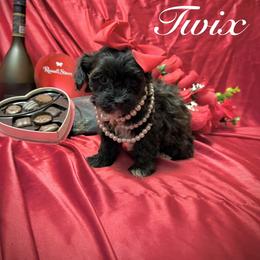 Twix - Chocolate male Yorkipoo puppy in Pennsauken, New Jersey from Noir Luxe Litters of NJ