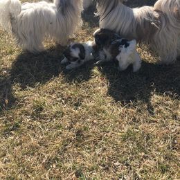 Shih Tzu All Grown Up from Snowhisper Shih Tzu