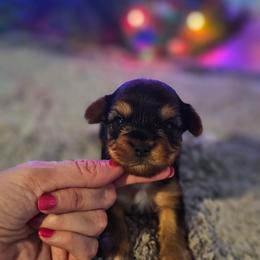 Pup 5 - Black and tan female Yorkshire Terrier puppy in Polk City, Florida from Yorkies by Casey