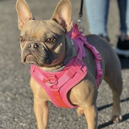 French Bulldogs from Escoland Kennels