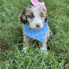 Aussiedoodle, Australian Mountain Doodle, and Bernedoodle Puppies from Magnolia Grove Farms