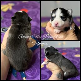 Mother - Black and white female Pomsky puppy in Rossville, Georgia from Scenic City Pomskies